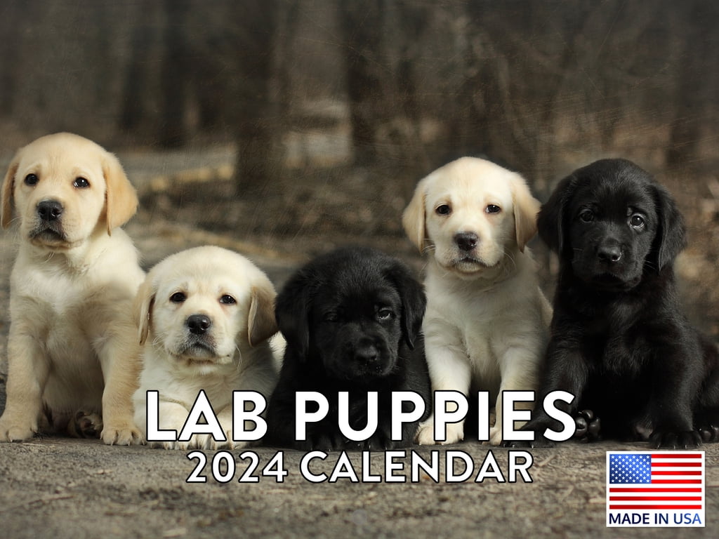 Lab Puppy Cute Puppies 2024 Wall Calendar