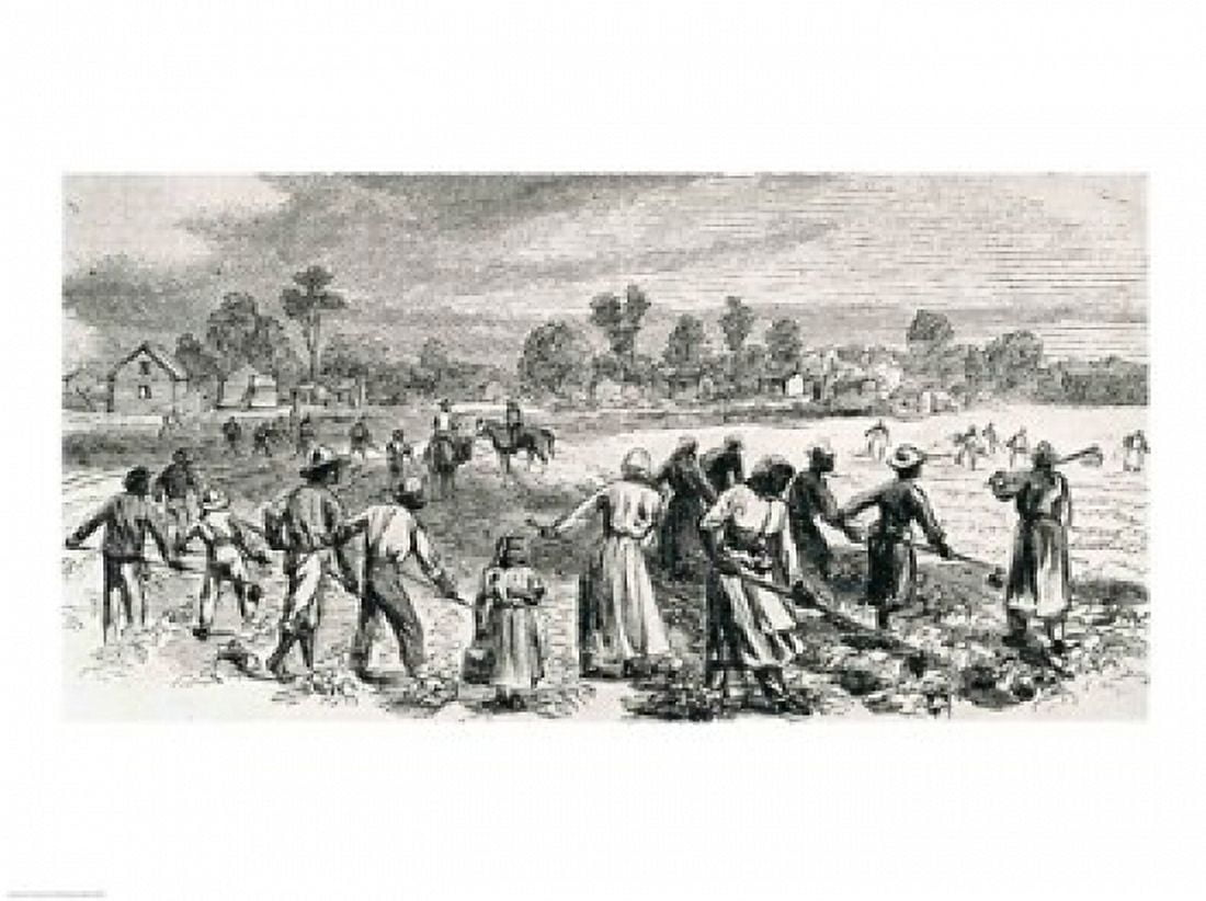 Labour in the Cotton Fields Hoeing the Young Plants Canvas Art - Alfred r Waud (24 x 18)
