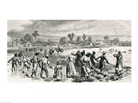 Labour in the Cotton Fields Hoeing the Young Plants Canvas Art - Alfred r Waud (36 x 24)