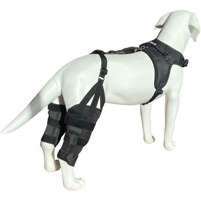 cruciate ligament labra knee brace