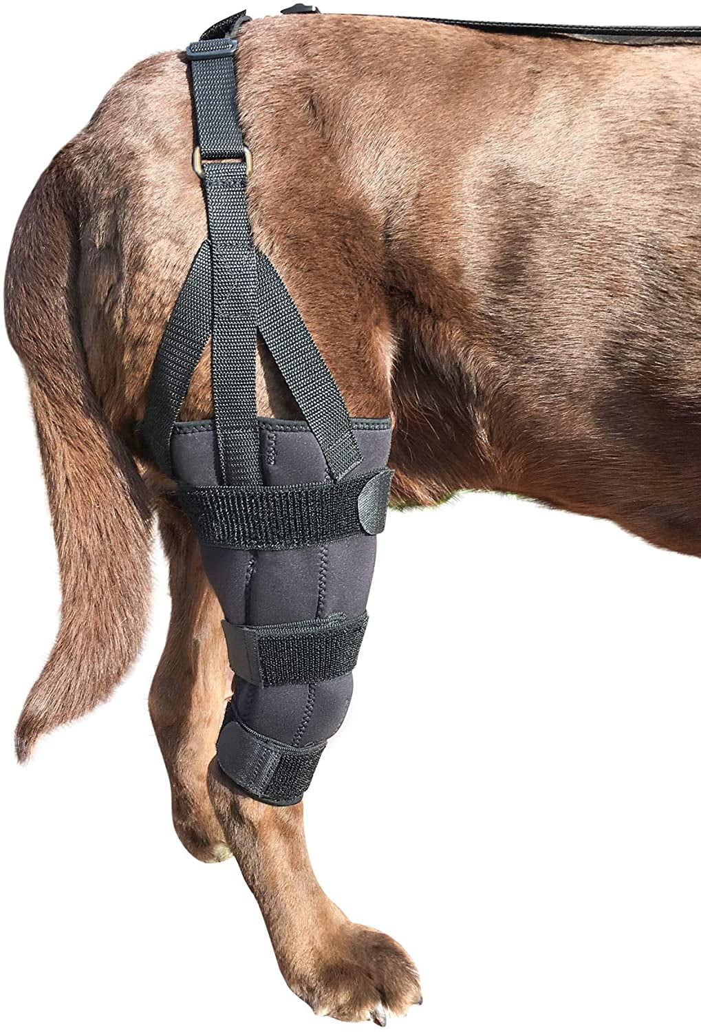 Canine ccl brace 2025