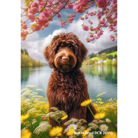 Labradoodle Chocolate - Best of Breed DCR Spring House Flag