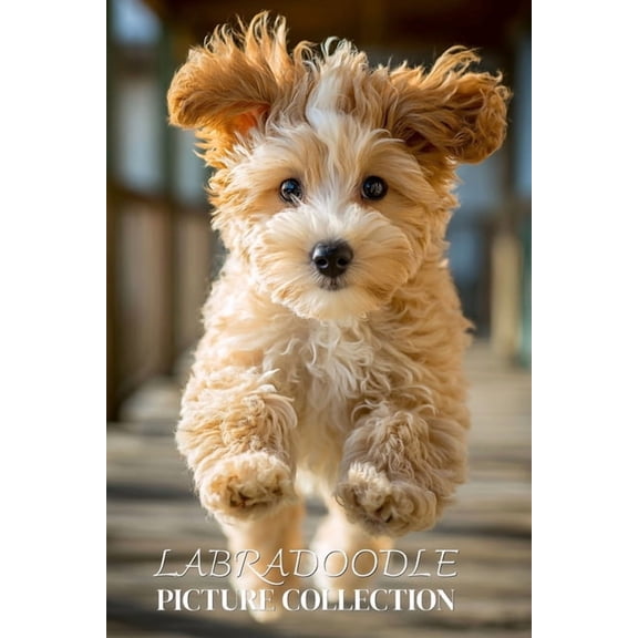 Labradoodle Photo Collection: Beautiful Full-Page Pictures of Labradoodles and Puppies for All Ages (Simple Photo Books), (Paperback)