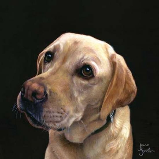 Labrador Canvas Art - Jane Booth (24 x 24)