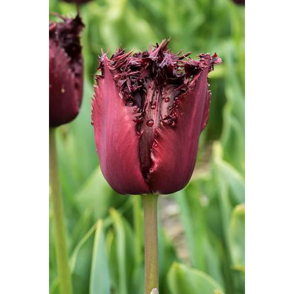 Labrador Fringed Tulip 5 Bulbs - 12/+ cm Bulbs