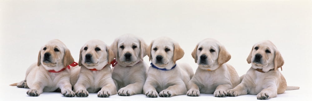 Labrador Puppies Canvas Art - Panoramic Images (27 x 9)