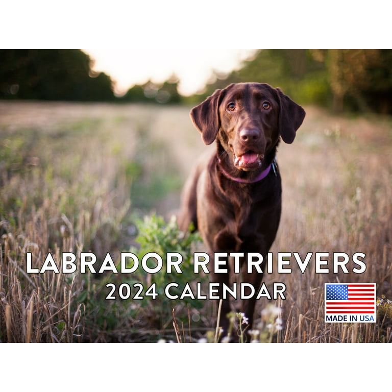 Labrador Retriever 2024 Wall Calendar - Walmart.com