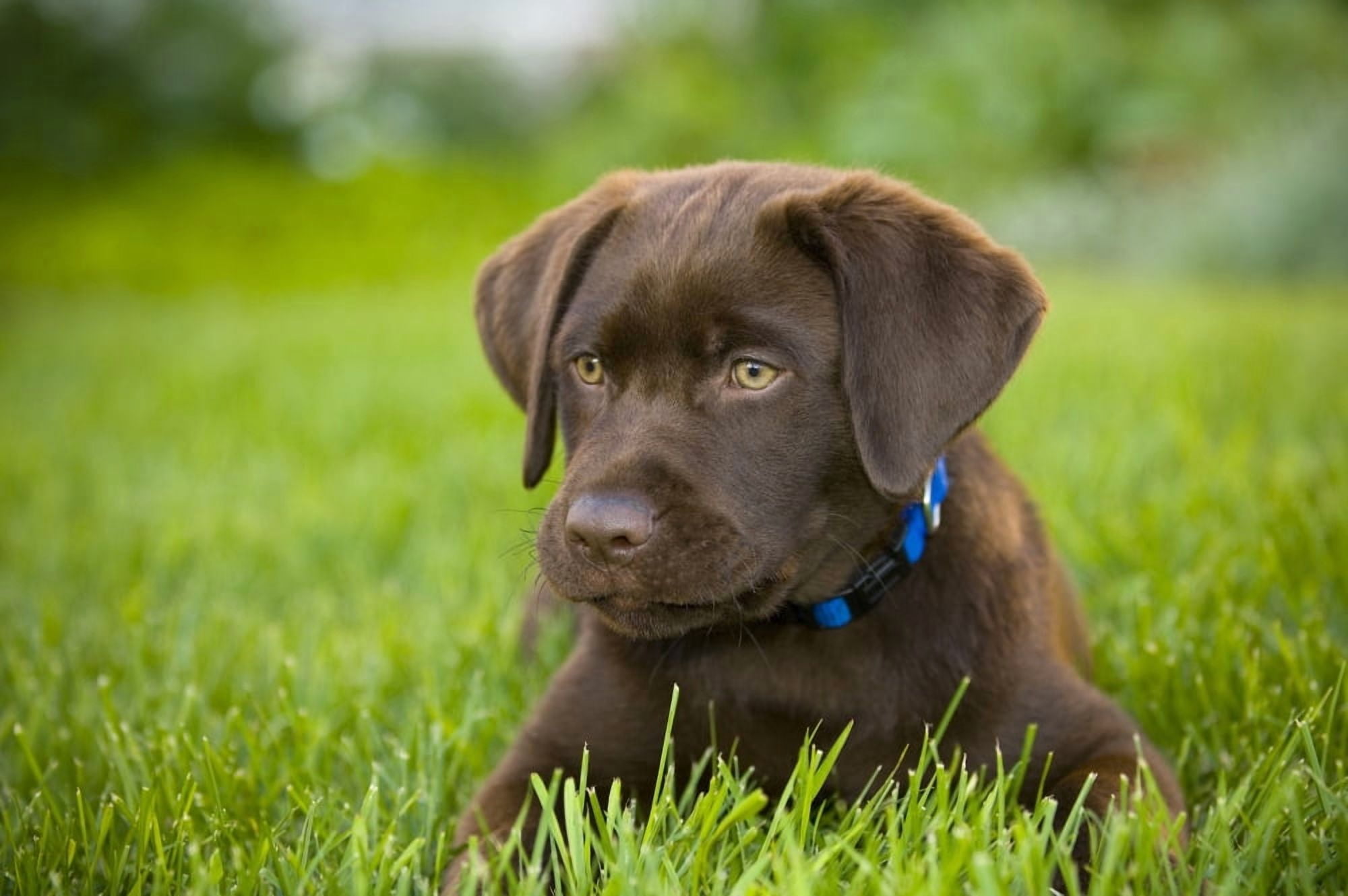 Labrador Retriever Canvas Art - Corey Hochachka Design Pics (17 x 11)