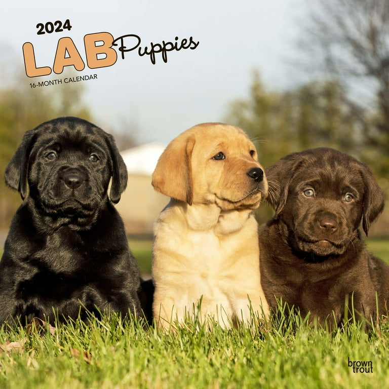 Labrador shoes online 2025