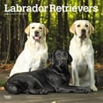 thumbnail image 1 of Labrador Retrievers | 2026 12x24" (Hanging) Square Wall Calendar | Plastic-Free, 1 of 9
