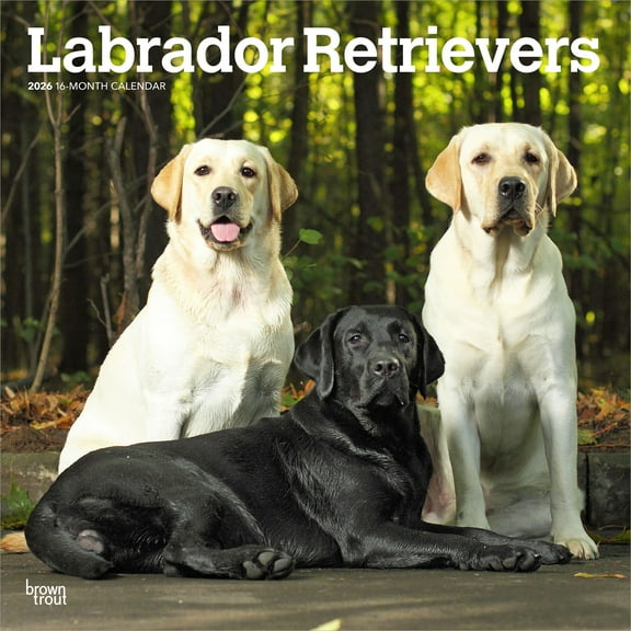 Labrador Retrievers | 2026 12x24" (Hanging) Square Wall Calendar | Plastic-Free