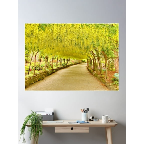 Laburnum Arch At Bodnant Gardens N.Wales Poster Wall Art, Modern Wall Decor For Living Room Bedroom, 24x36 UNFRAMED