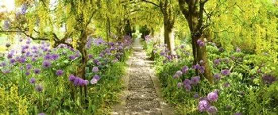 Laburnum trees at Barnsley House Gardens Gloucestershire England Canvas Art - Panoramic Images (30 x 13)