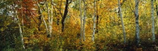 Lac Du Flambeau WI USA Canvas Art - Panoramic Images (36 x 12)
