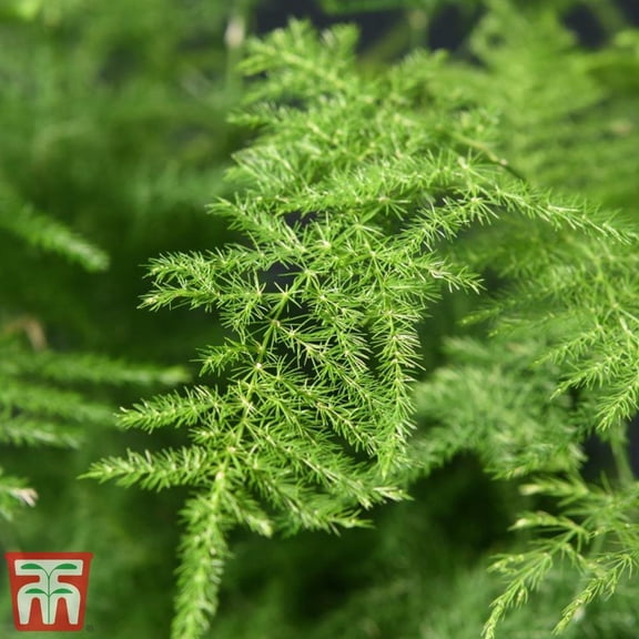 Lace FernAsparagus setaceus plumosusElegant indoor plant 6" Pot