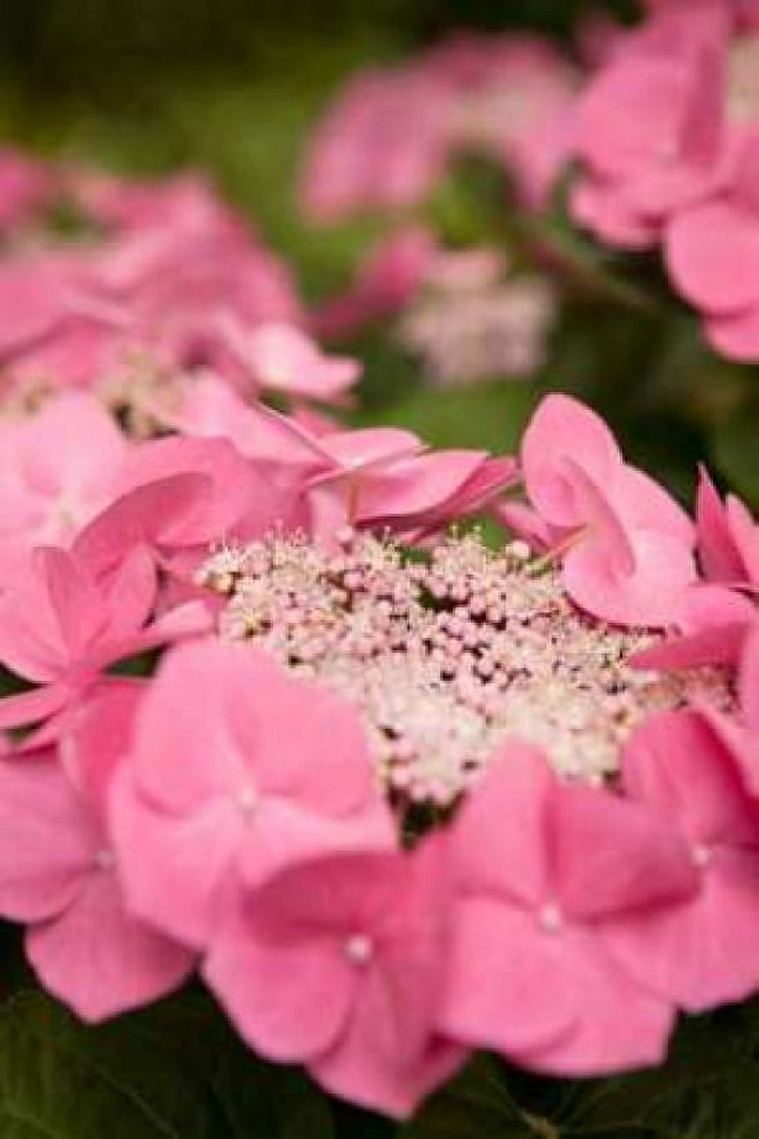 Lace Hydrangea I Canvas Art - Karyn Millet (24 x 36)