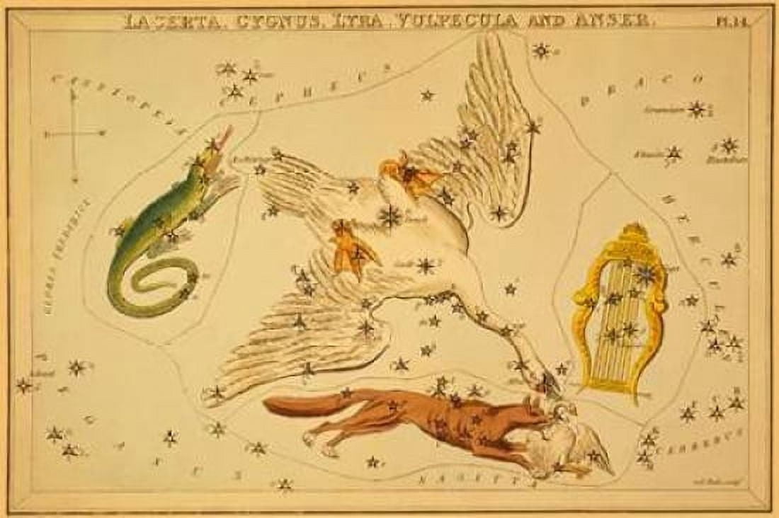 Lacerta Cygnus Lyra Vulpecula and Anser 1825 Canvas Art - Jehoshaphat Aspin (24 x 36)