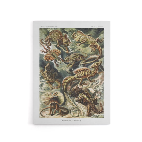 Lacertilia Reptile Lizard Species Haeckel Canvas Wall Art 24X32"