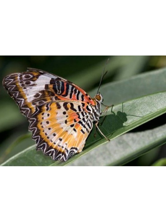 Lacewing Butterfly at the Butterfly Farm St Martin Caribbean Canvas Art - Jerry & Marcy Monkman DanitaDelimont (26 x 18)