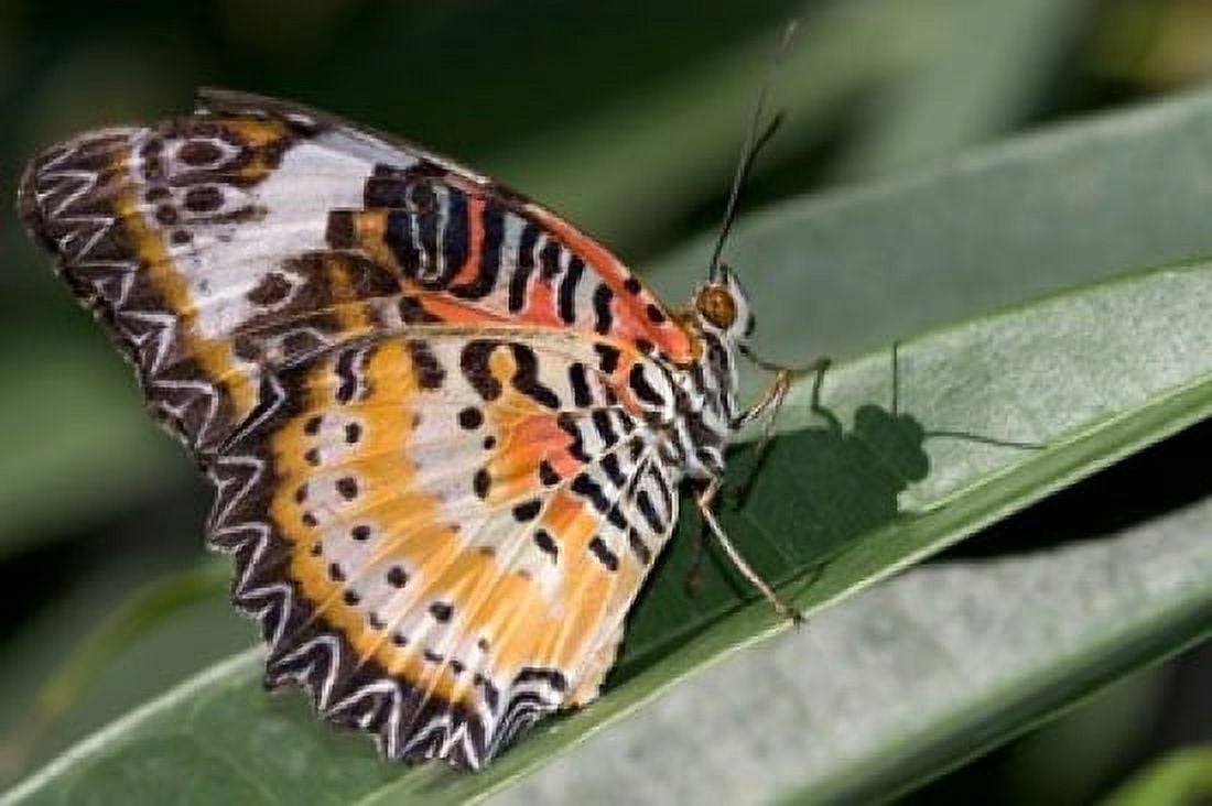 Lacewing Butterfly at the Butterfly Farm St Martin Caribbean Canvas Art - Jerry & Marcy Monkman DanitaDelimont (36 x 24)