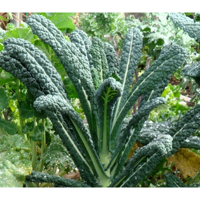 Lacinato Kale Seeds/ Annual/ Full Sun/500 Seeds 2 Grams/ Zellajake Farm