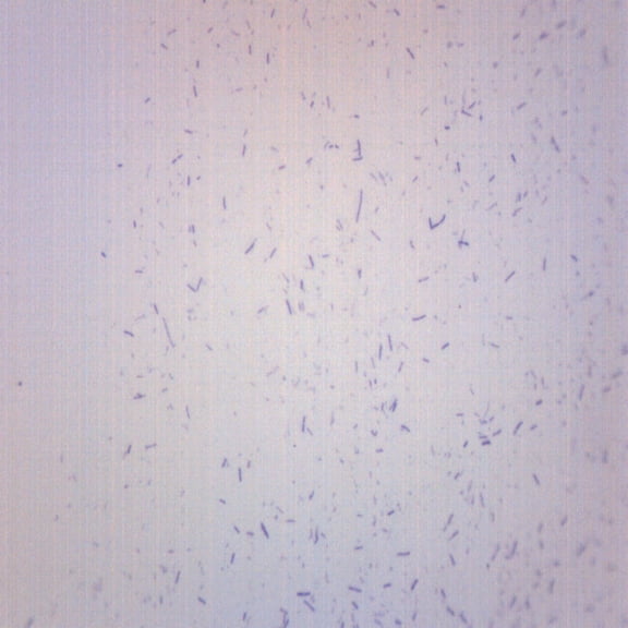 Lactobacillus Acidophilus, Gram Positive - Prepared Microscope Slide - 75 x 25mm - Biology & Microscopy - Eisco Labs