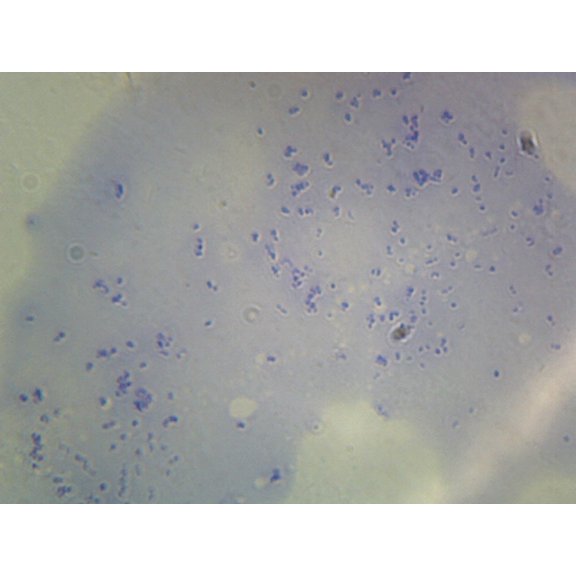 Lactobacillus Acidophilus, Rod-Shaped; Smear; Gram-Positive by Go Science Crazy