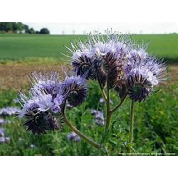 Lacy Phacelia Flower, 100 Seeds, Country Creek LLC, Purple Tansy, Phacelia Tanacetifolia,