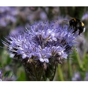 Lacy Phacelia Flower Seeds, 200 Seeds, Country Creek LLC, Purple Tansy, Phacelia Tanacetifolia