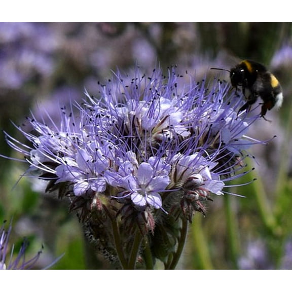 Lacy Phacelia Flower Seeds, 200 Seeds, Country Creek LLC, Purple Tansy, Phacelia Tanacetifolia