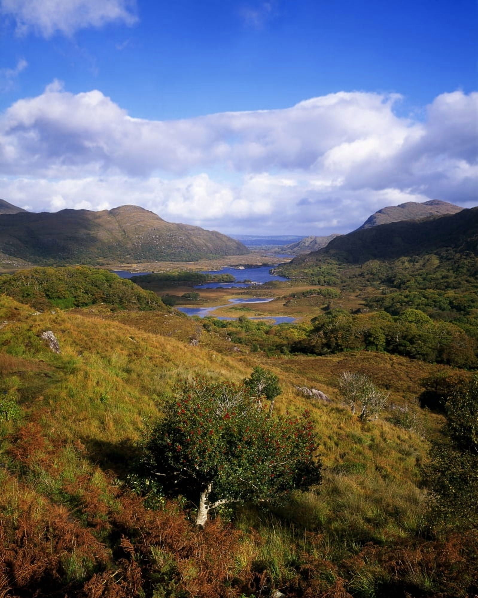 Ladies View Killarney Co Kerry Ireland Canvas Art - The Irish Image Collection Design Pics (12 x 16)