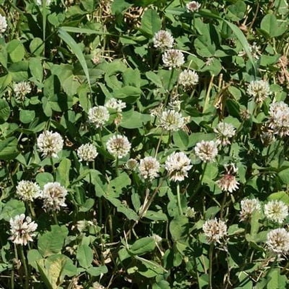 Ladino Clover Seed - 10 Lbs.