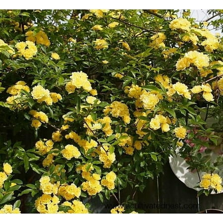 Lady Banks Yellow Rose - Live Plant ( 1 QT ) - Full Sun - Climbing / Rambling Rose