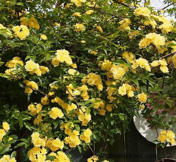 Lady Banks Yellow Rose - Live Plant ( 1 QT ) - Full Sun - Climbing / Rambling Rose