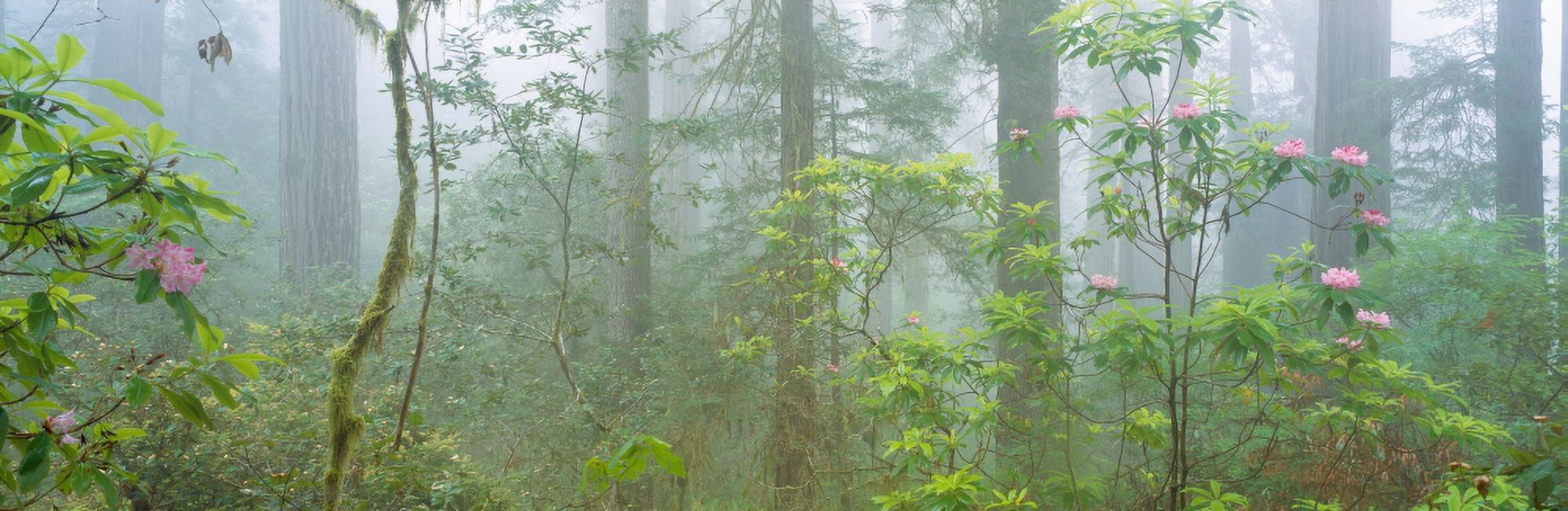 Lady Bird Johnson Grove of old-growth redwoods California Canvas Art - Panoramic Images (27 x 9)