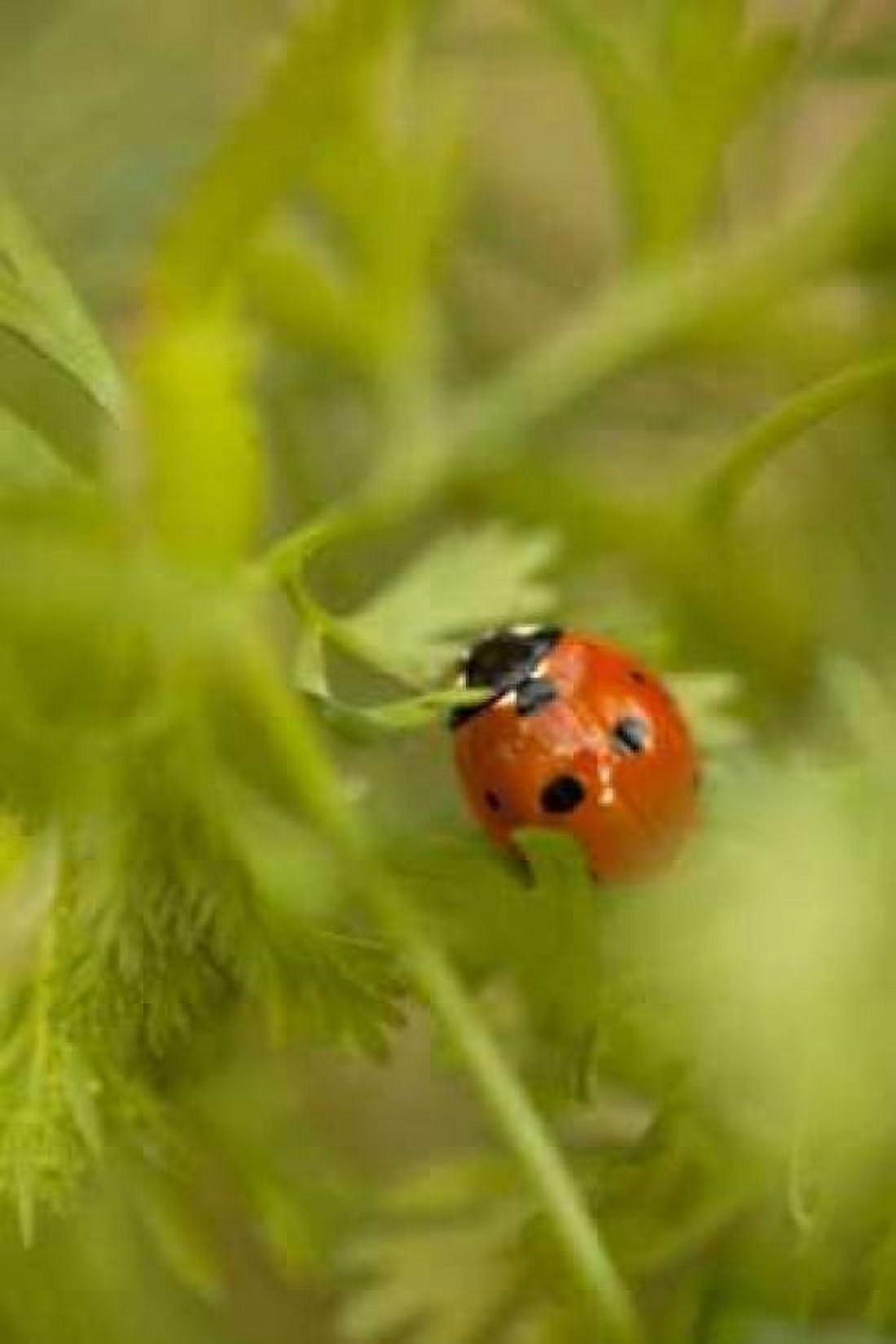 Lady Bug I Canvas Art - Karyn Millet (12 x 18)