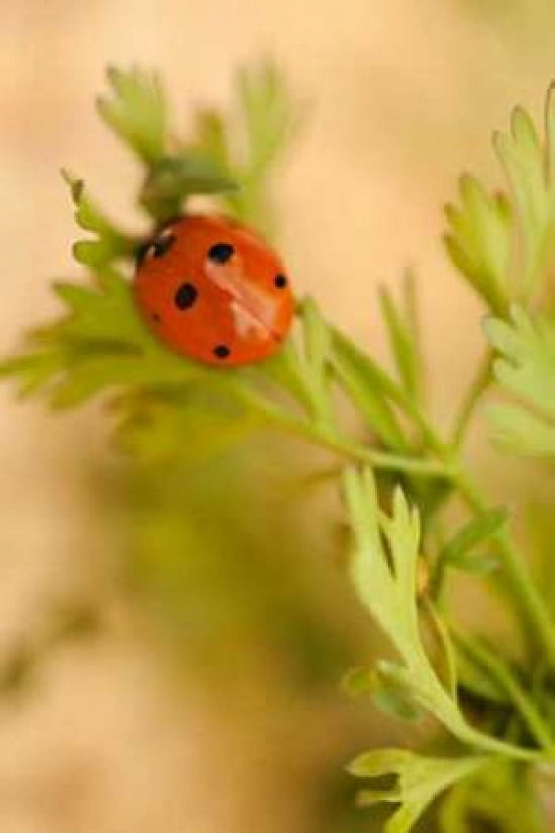 Lady Bug II Canvas Art - Karyn Millet (24 x 36)