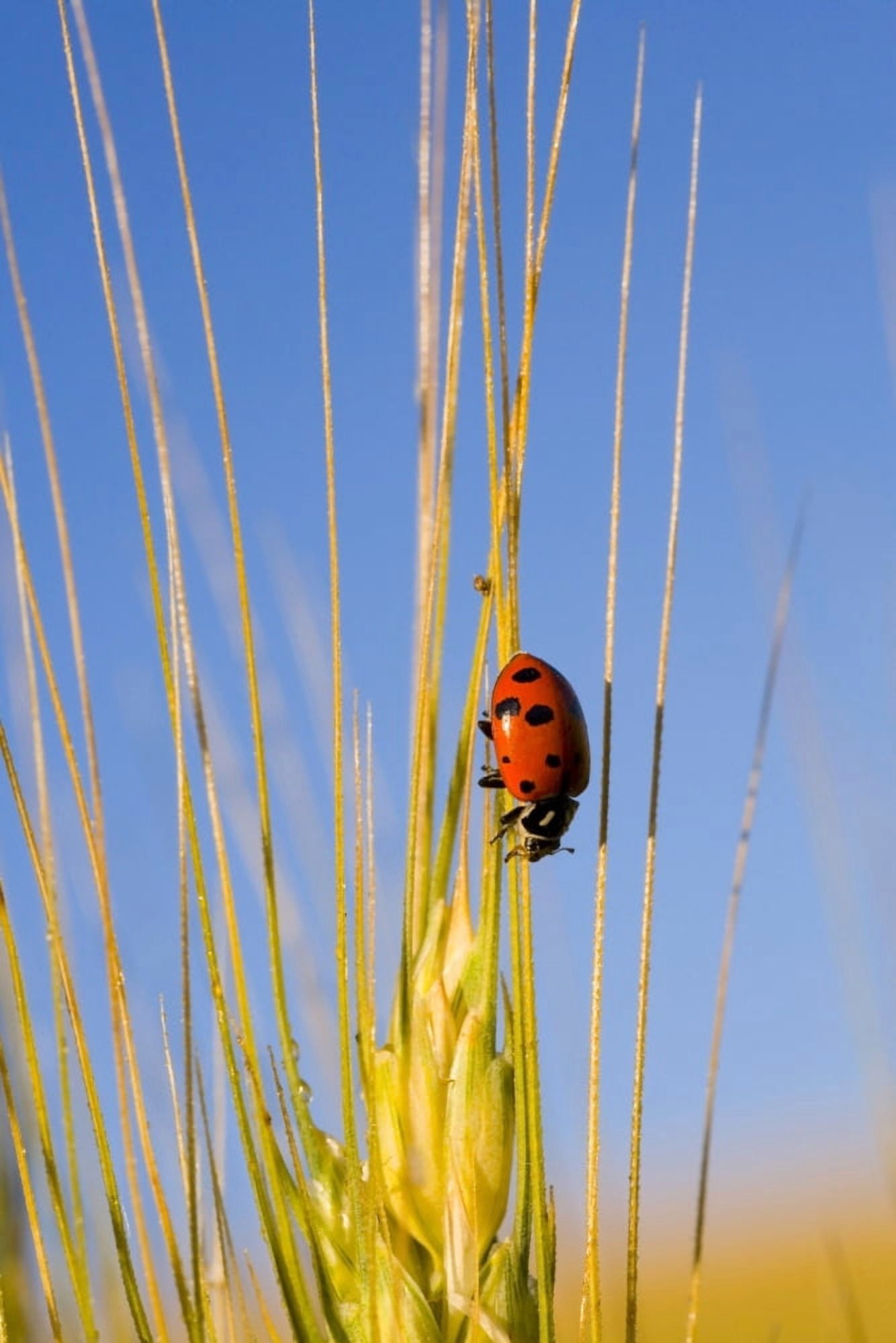 Lady Bug On A Plant Canvas Art - Craig Tuttle Design Pics (26 x 40)