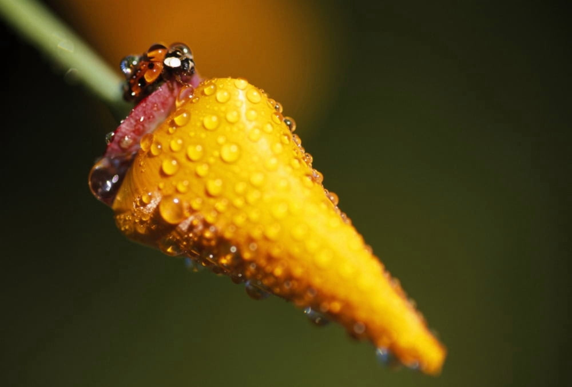 Lady Bug On Flower With Dew Drops Canvas Art - Natural Selection Craig Tuttle Design Pics (18 x 12)