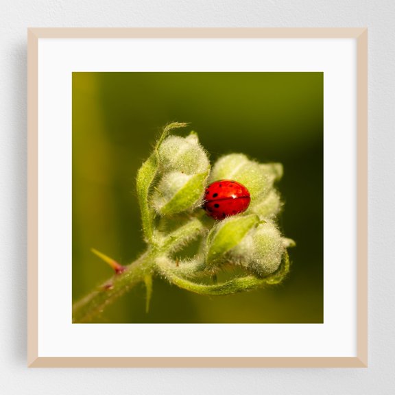 Lady Bug - Photography Insect Nature Wildlife Botanical Garden Floral Oak Framed Wall Art Print 20 x 20 inches
