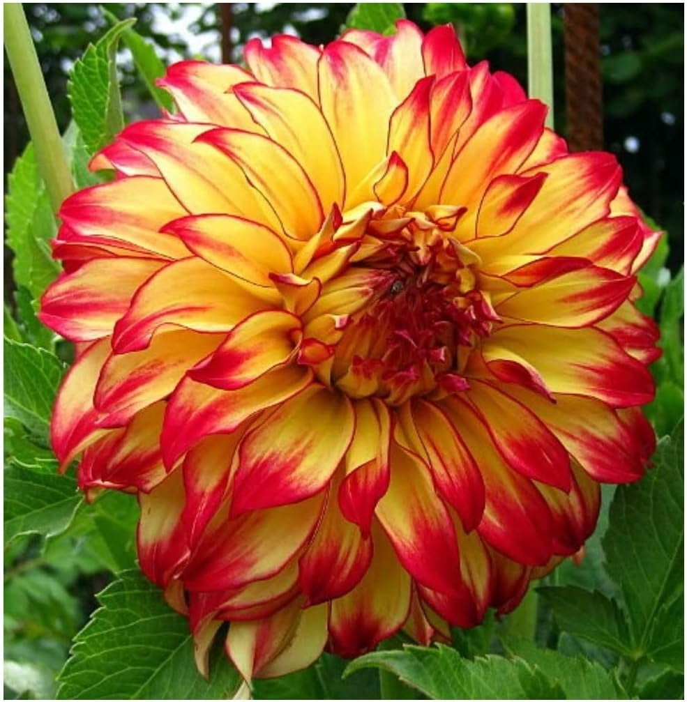 Lady Darlene Dinnerplate Dahlia Flower Tuber - Grows Well In Containers ...