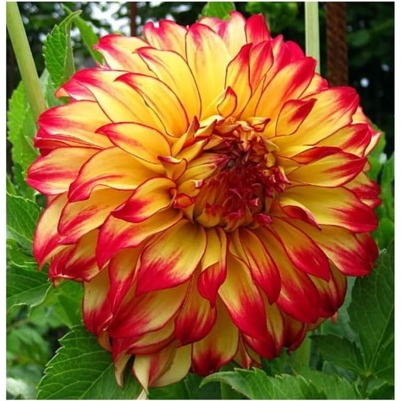 Lady Darlene Dinnerplate Dahlia Flower Tuber - Grows Well In Containers - Good as Cut Flowers - Ready to Plant Live Dahlias