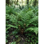 Lady Fern Starter Plants - Pack of 10, Partial Shade, USDA Zones 4-8, Ships Bare Root