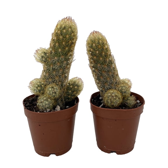 Lady Fingers Cactus - Mammillaria Elongata - 2 Pack in 2" Pots