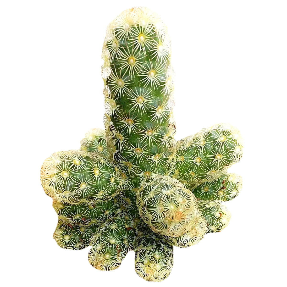 Lady Fingers Cactus Mammillaria Elongata (2"+ Plastic Pot) Tiny