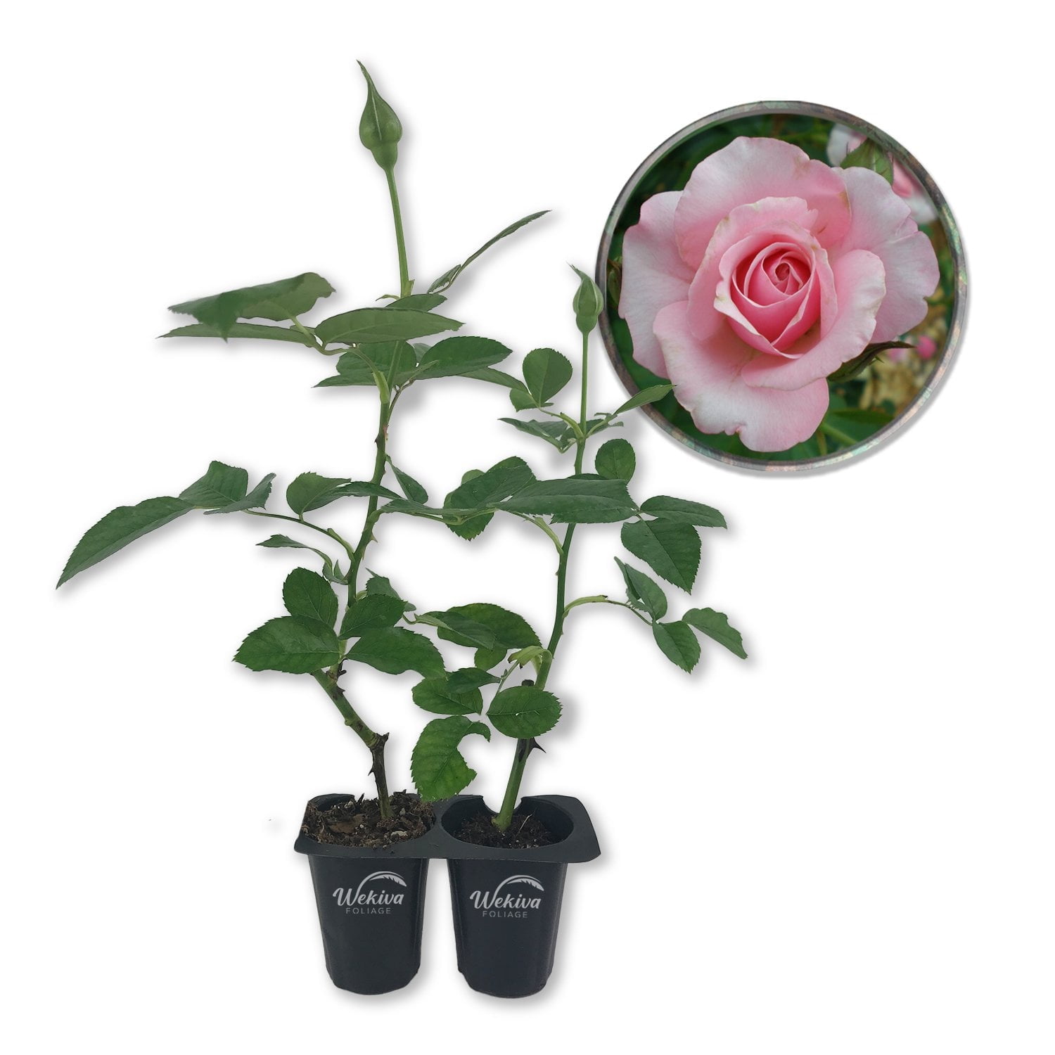 Our Lady of Guadalupe Rose Bush - 2 Live Starter Plants in 2 Inch Pots - Beautifully Fragrant Heirloom Rose from Florida - A Versatile Beauty with a Rich Fragrance