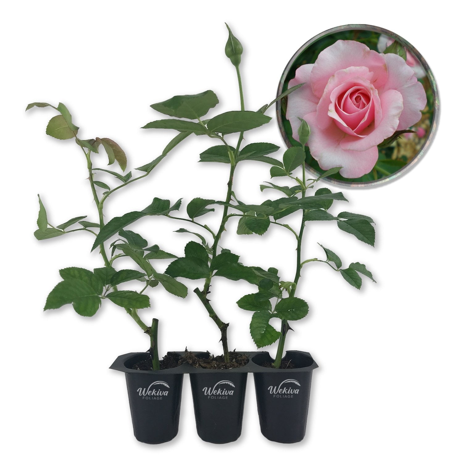Our Lady of Guadalupe Rose Bush - 3 Live Starter Plants in 2 Inch Pots - Beautifully Fragrant Heirloom Rose from Florida - A Versatile Beauty with a Rich Fragrance