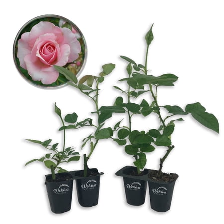 Our Lady of Guadalupe Rose Bush - 4 Live Starter Plants in 2 Inch Pots - Beautifully Fragrant Heirloom Rose from Florida - A Versatile Beauty with a Rich Fragrance