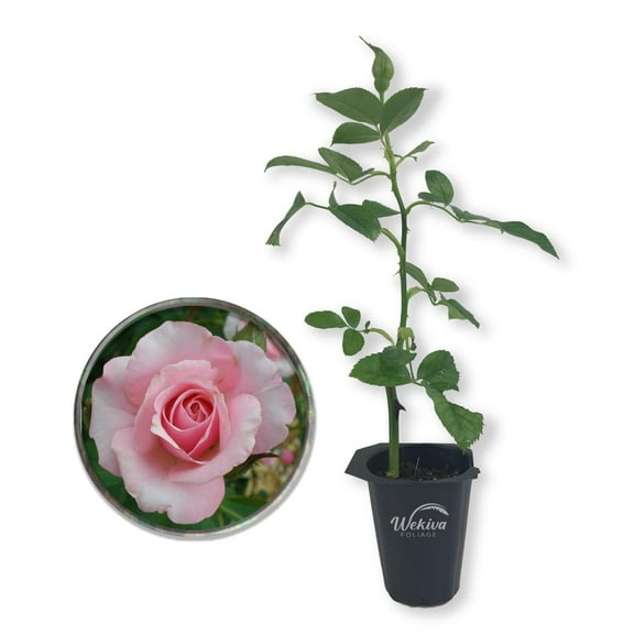 Our Lady of Guadalupe Rose Bush - Live Starter Plant in a 2 Inch Pot - Beautifully Fragrant Heirloom Rose from Florida - A Versatile Beauty with a Rich Fragrance
