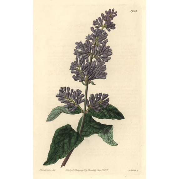 Lady Josika'S Lilac Or Hungarian Lilac Syringa Josikaea Poster Print By ?? Florilegius Mary Evans
